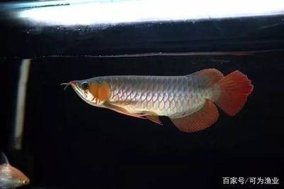 龍魚掉眼睛意味著什么原因