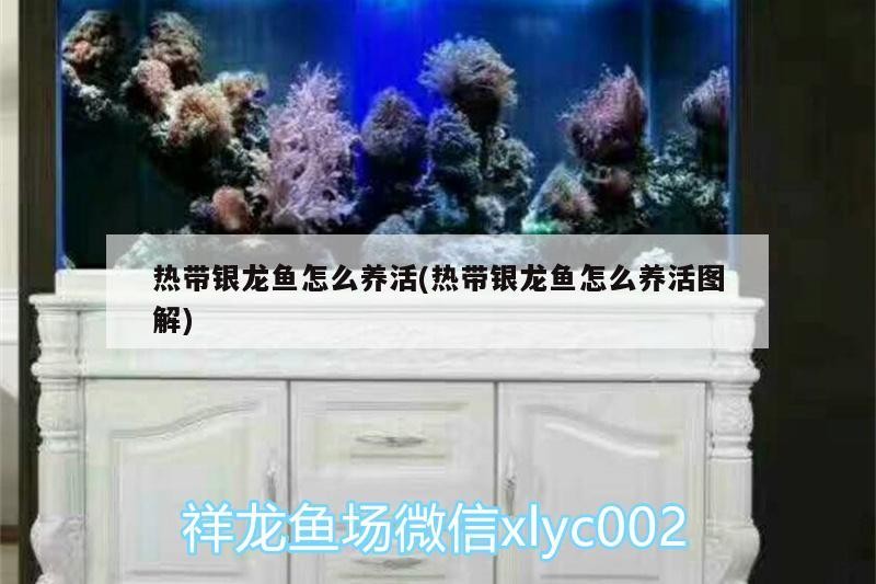 熱帶銀龍魚怎么養活(熱帶銀龍魚怎么養活圖解)