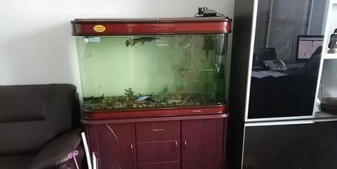 北面放魚缸好嗎：北面陽臺放置魚缸有什么風水講究？