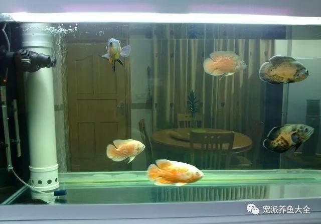 大飲料瓶制作魚缸視頻：如何使用大飲料瓶制作魚缸