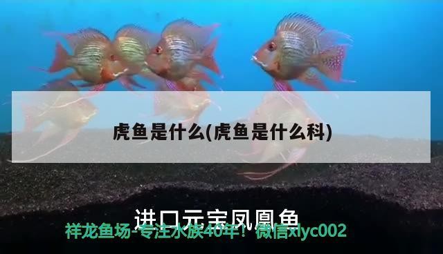 虎魚是什么(虎魚是什么科)