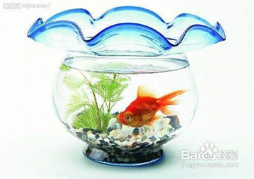 紅龍魚幼苗多少錢一條?。t龍魚幼苗多少錢一條啊圖片）