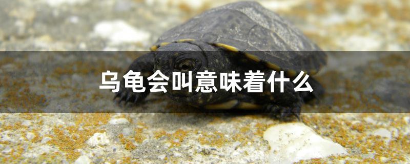 烏龜會叫意味著什么 烏龜會叫意味著什么 豬鼻龜百科