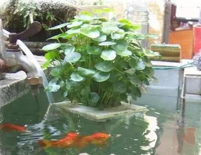 大魚缸換水不方便怎么辦視頻：大魚缸換水不方便怎么辦