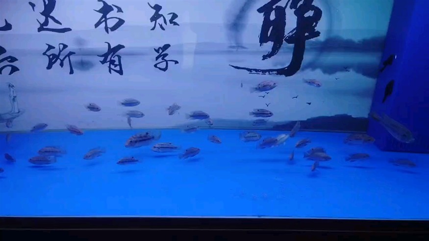 原生羅非缸 原生羅非缸 龍魚論壇