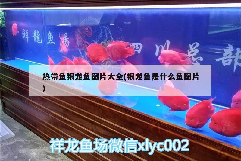 熱帶魚銀龍魚圖片大全(銀龍魚是什么魚圖片)
