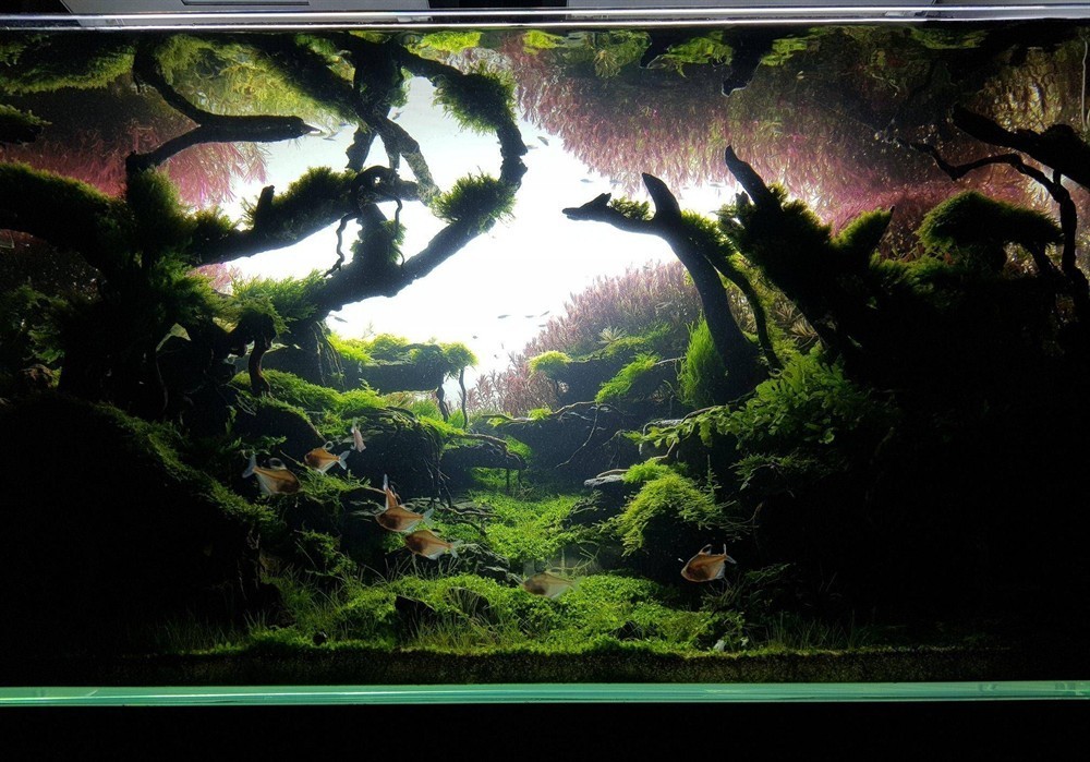大型魚缸費電嗎：大型魚缸的耗電量主要取決于以下幾個因素