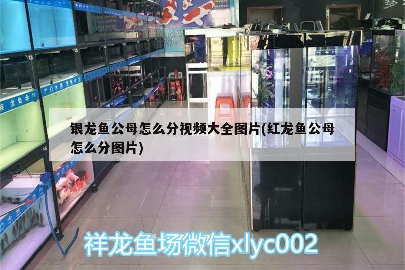 銀龍魚公母怎么分視頻大全圖片(紅龍魚公母怎么分圖片)
