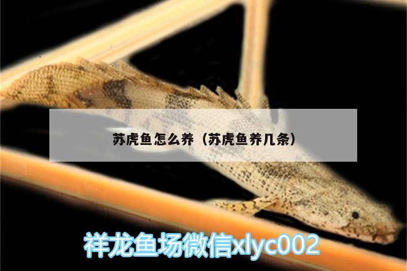 蘇虎魚怎么養（蘇虎魚養幾條）