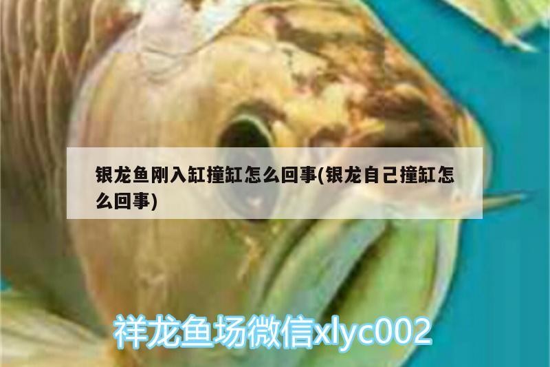 銀龍魚剛入缸撞缸怎么回事(銀龍自己撞缸怎么回事)