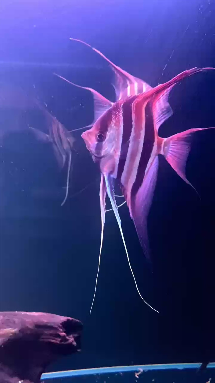埃及神仙魚(yú)