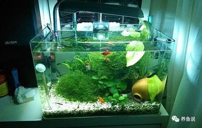 印尼紅龍魚喂養方法圖片視頻大全（印尼紅龍魚喂養方法圖片視頻大全集）