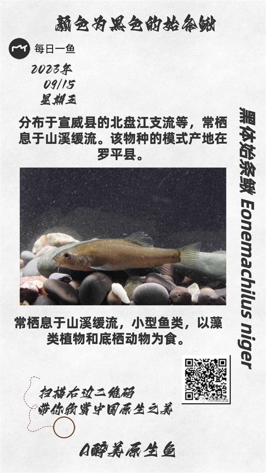 黑體始條鰍