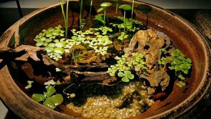 有哪些魚缸裝飾物可以緩解龍魚壓力？（緩解龍魚壓力的魚缸裝飾品）