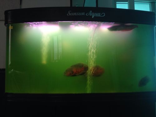 鶴城區七彩水族世界魚缸經營部（鶴城區七彩水族世界魚缸經營部電話）