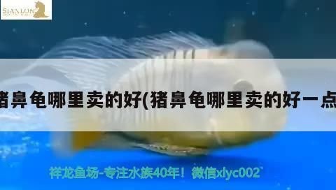 豬鼻龜能買到嗎：豬鼻龜哪里能買