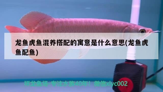 龍魚虎魚混養搭配的寓意是什么意思(龍魚虎魚配魚) 龍魚虎魚混養搭配的寓意是什么意思(龍魚虎魚配魚) 虎魚百科