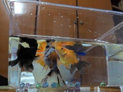大蘇打魚缸放多少鹽好呢：給魚缸放鹽比例的一些建議