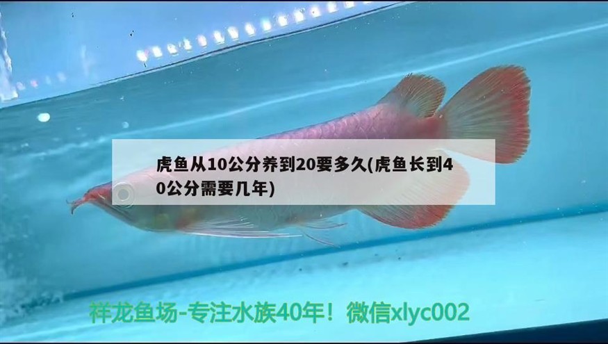 虎魚從10公分養到20要多久(虎魚長到40公分需要幾年)