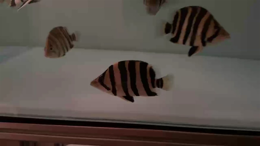 給大家分享一下我最便宜和最貴的四紋虎