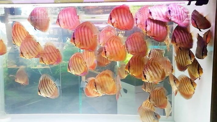 大魚水族魚缸養(yǎng)什么魚最好呢：什么樣的魚適合在大魚缸中養(yǎng)殖