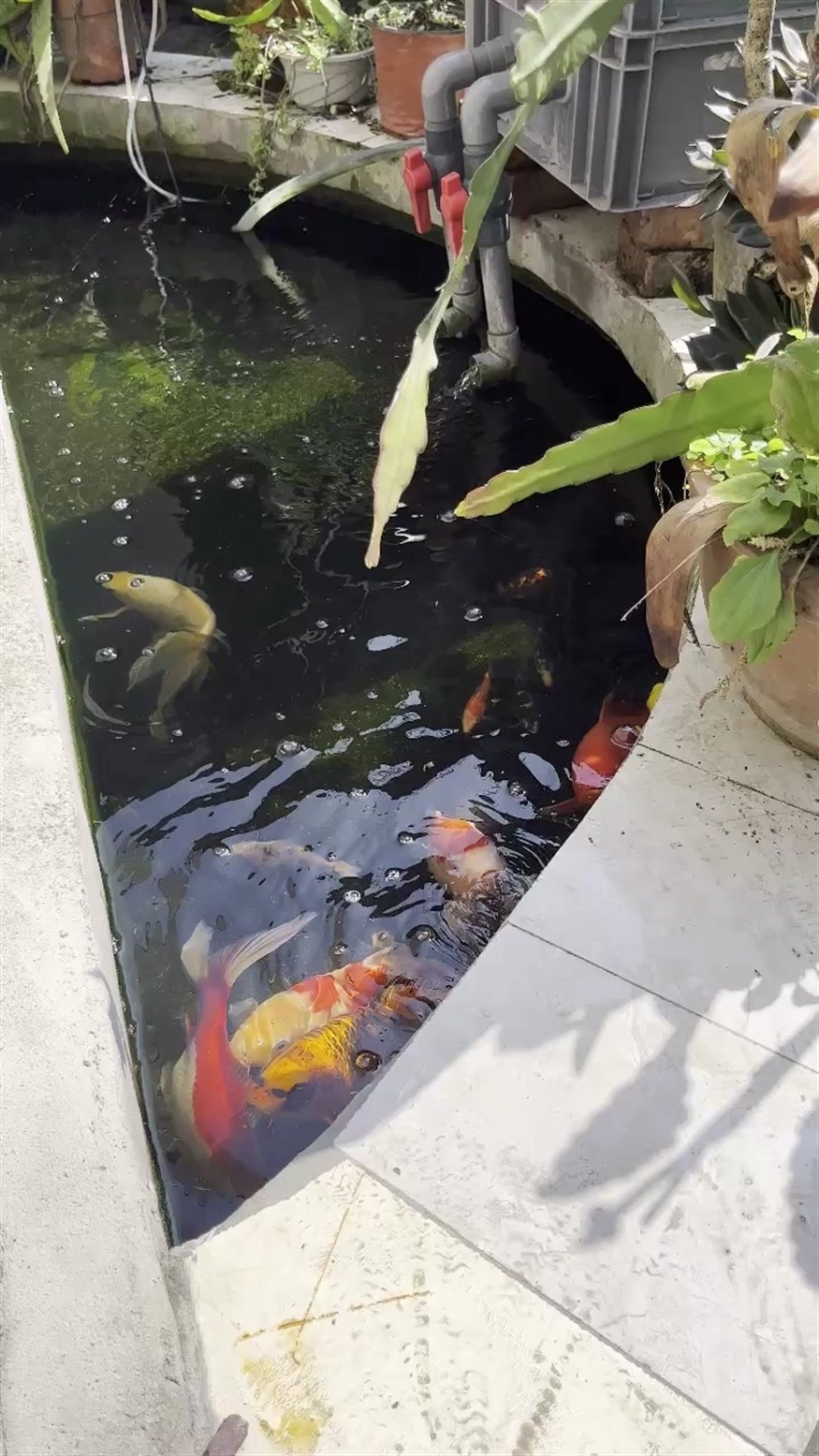 魚缸過濾器選購指南:自制魚缸過濾器魚缸上置過濾器對于養魚愛好者的必備知識 小錦鯉 龍魚論壇 小錦鯉 小錦鯉 龍魚論壇