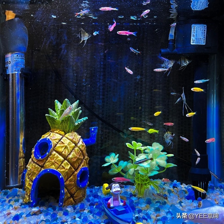 多長時間給魚缸換水：魚缸換水頻率的決定因素