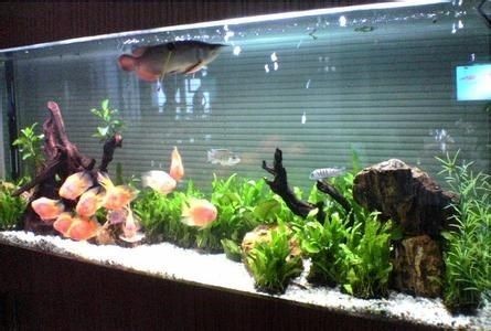 多長時間給魚缸換水：魚缸換水頻率的決定因素