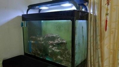 煙臺(tái)市芝罘區(qū)華盛水族館（煙臺(tái)市芝罘區(qū)華盛水族館電話）