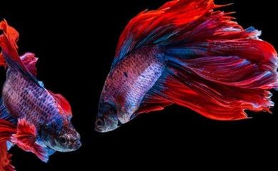 大魚缸水草哪種好養(yǎng)活一些:大魚缸水草選擇適合大魚缸水草的種類及注意事項 魚缸百科 第1張 大魚缸水草哪種好養(yǎng)活一些:大魚缸水草選擇適合大魚缸水草的種類及注意事項 大魚缸水草哪種好養(yǎng)活一些:大魚缸水草選擇適合大魚缸水草的種類及注意事項 魚缸百科 第1張