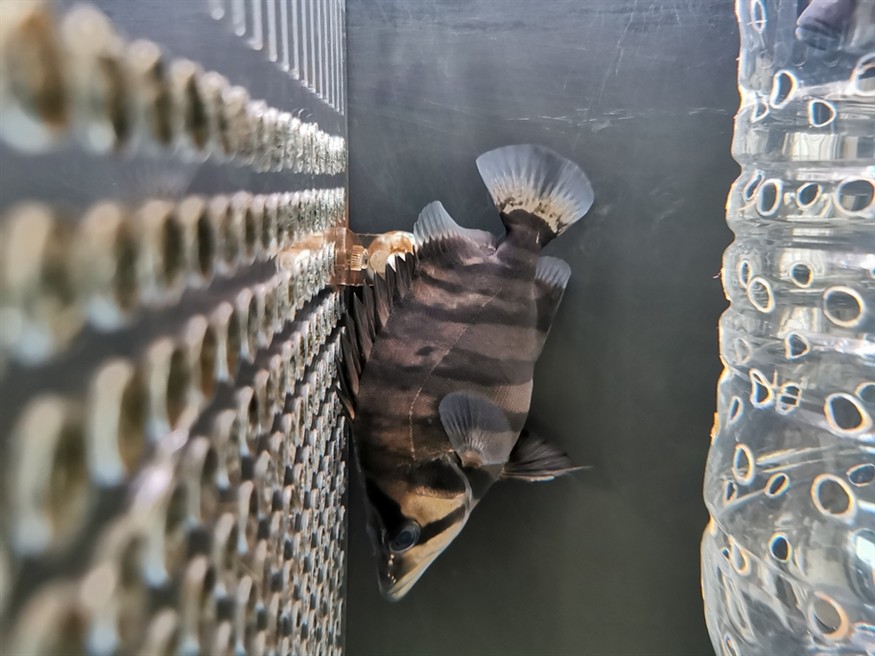龍魚換食不吃怎么辦(銀龍魚換食不吃怎么辦)