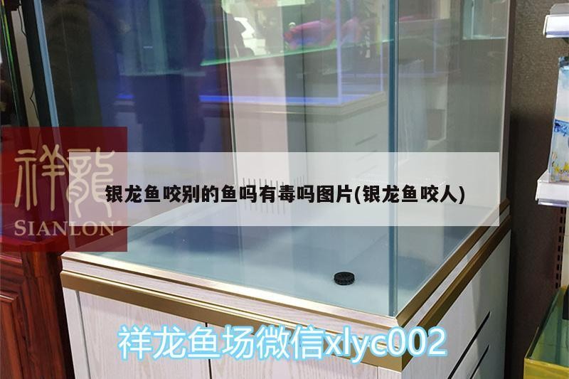 銀龍魚咬別的魚嗎有毒嗎圖片(銀龍魚咬人)