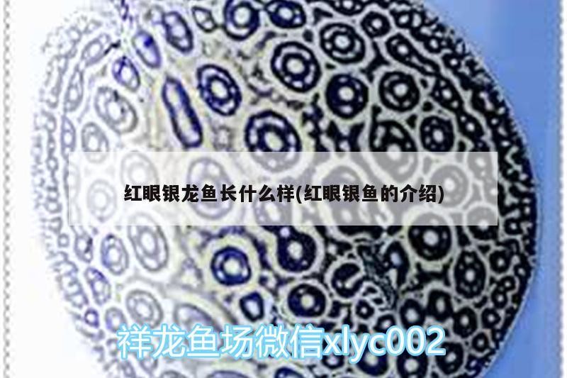 紅眼銀龍魚長什么樣(紅眼銀魚的介紹)