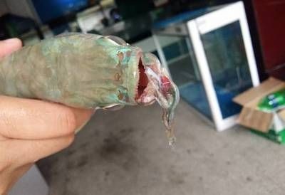 龍魚打架受傷了怎么辦