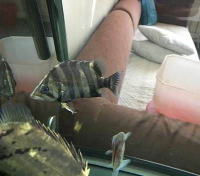 龍魚打架受傷了怎么辦