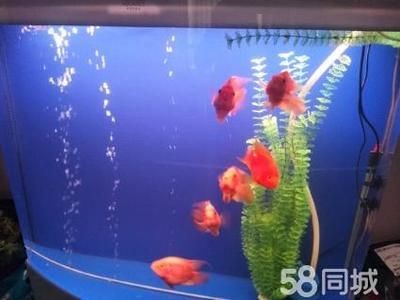 1.8米魚缸養多少鸚鵡魚：1.8米的魚缸養多少鸚鵡魚