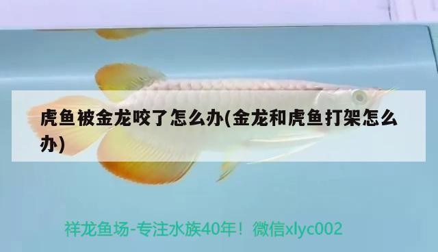 虎魚被金龍咬了怎么辦(金龍和虎魚打架怎么辦)