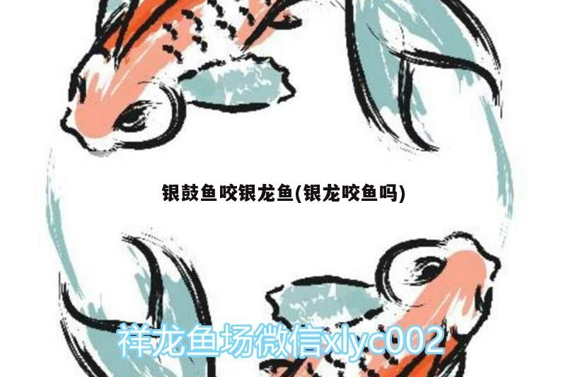 銀鼓魚咬銀龍魚(銀龍咬魚嗎)