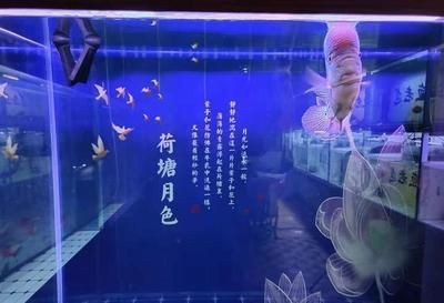 大魚缸的糞便怎么處理：處理大魚缸中的糞便是保持水質(zhì)清潔和魚兒健康的關(guān)鍵步驟