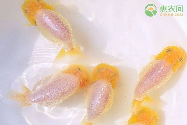 成品魚缸養(yǎng)蘭壽：蘭壽金魚飼養(yǎng)基礎知識蘭壽金魚需要注意以下幾個方面