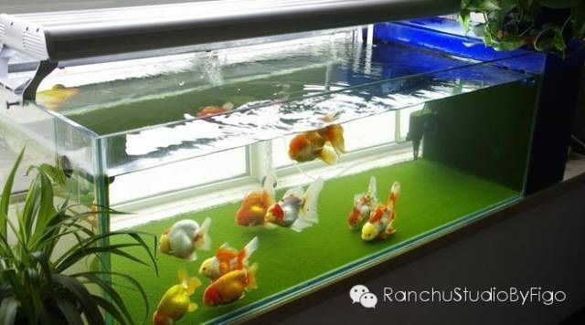 成品魚缸養(yǎng)蘭壽：蘭壽金魚飼養(yǎng)基礎知識蘭壽金魚需要注意以下幾個方面