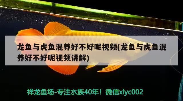 龍魚與虎魚混養好不好呢視頻(龍魚與虎魚混養好不好呢視頻講解)