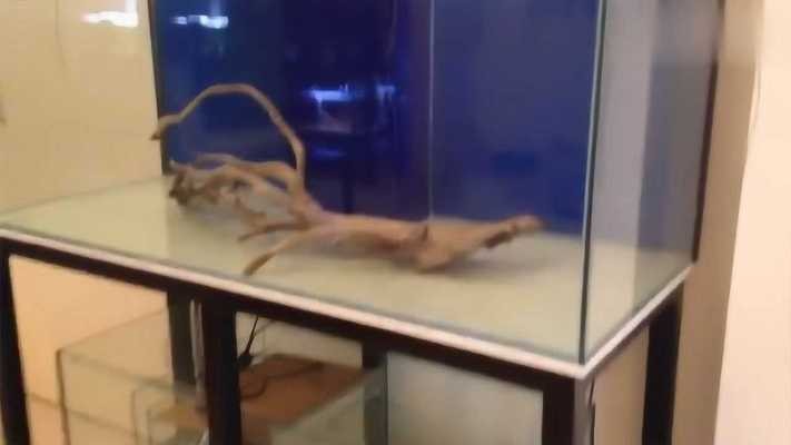龍魚虎魚鳳魚（龍魚虎魚鳳魚一起養有什么寓意）