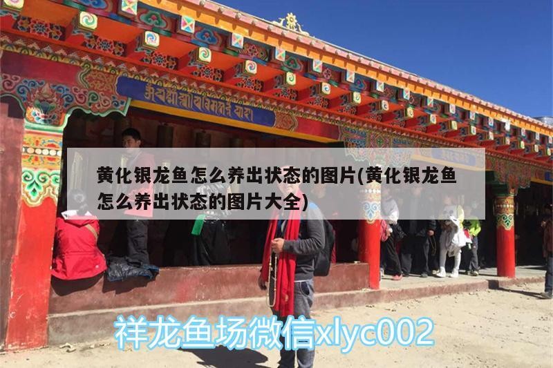 黃化銀龍魚怎么養出狀態的圖片(黃化銀龍魚怎么養出狀態的圖片大全)