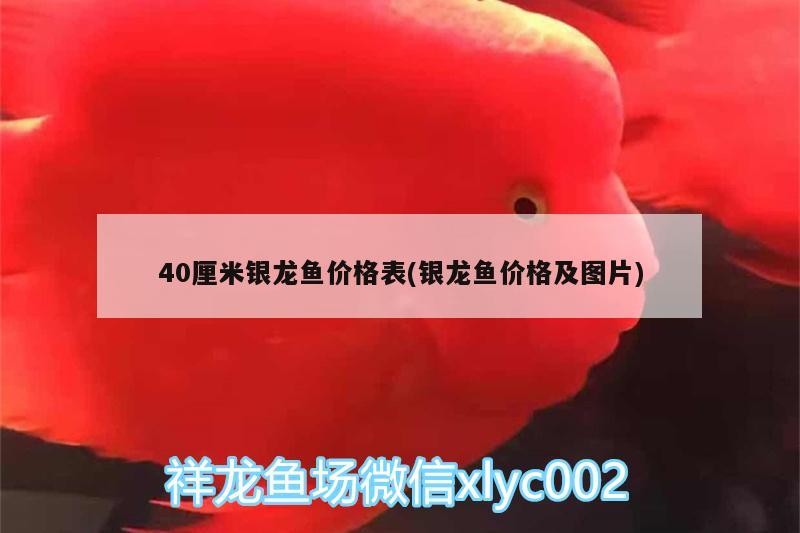 40厘米銀龍魚價格表(銀龍魚價格及圖片)