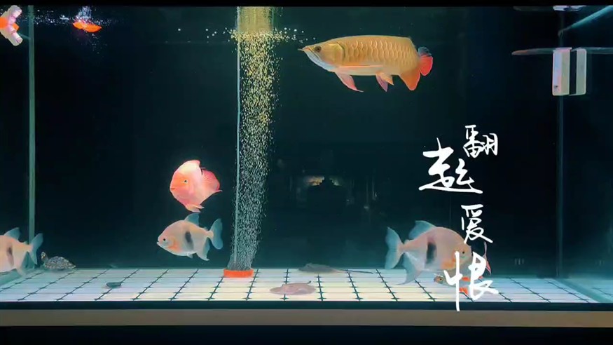 小金龍成長記第 201
