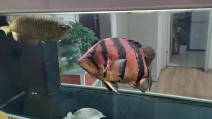 龍魚被虎魚欺負怎么辦 龍魚百科 第1張 龍魚被虎魚欺負怎么辦 龍魚被虎魚欺負怎么辦 龍魚百科 第1張