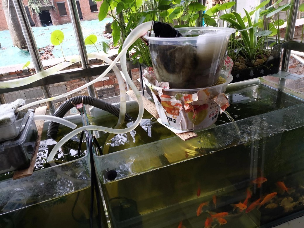 大型魚缸如何拆卸過濾網：大型魚缸拆卸過濾網需要注意的事項