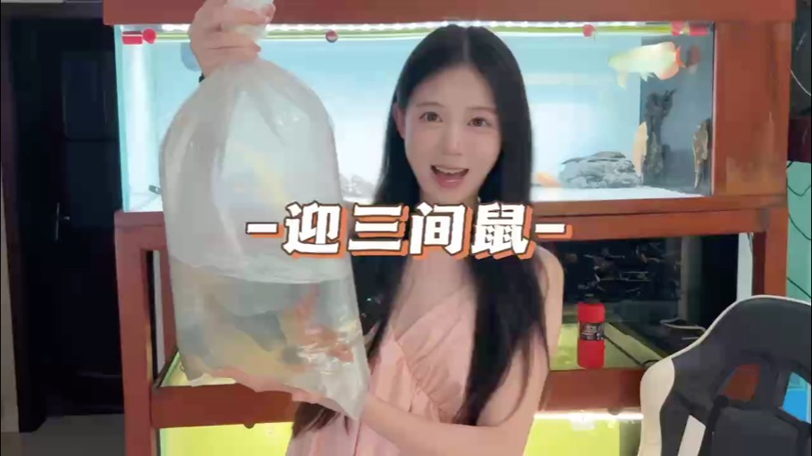 這么大的黃金貓 這么大的黃金貓 龍魚論壇