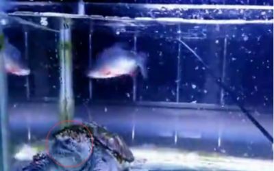 半夜魚撞魚缸：半夜聽到魚撞魚缸的聲音可能讓人感到困擾，可能是多種因素引起的 半夜魚撞魚缸：半夜聽到魚撞魚缸的聲音可能讓人感到困擾，可能是多種因素引起的 魚缸百科 第4張